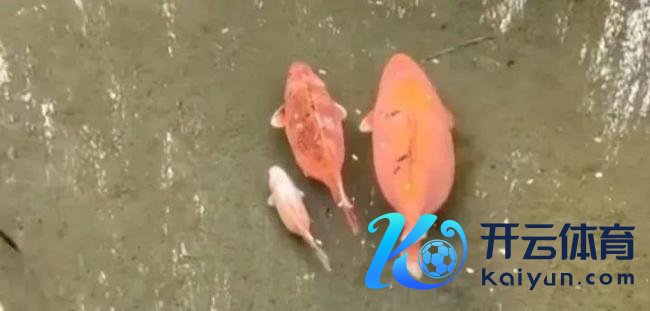 趵突泉猪鲤减肥失败 旅客祥和不减投喂