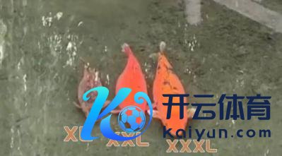 趵突泉猪鲤减肥失败